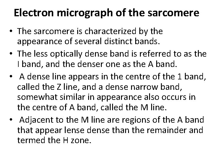 Electron micrograph of the sarcomere • The sarcomere is characterized by the appearance of