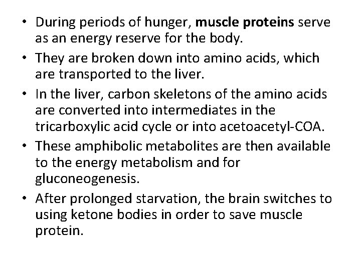 • During periods of hunger, muscle proteins serve as an energy reserve for
