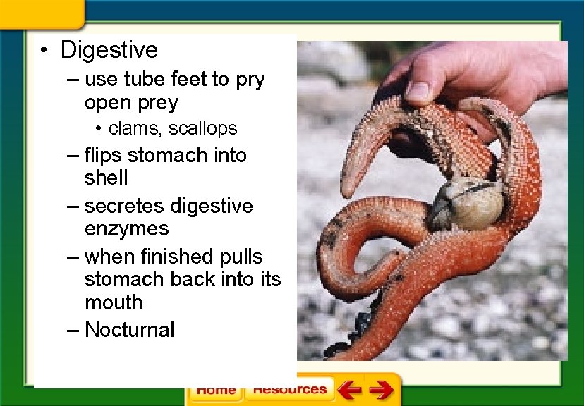  • Digestive – use tube feet to pry open prey • clams, scallops
