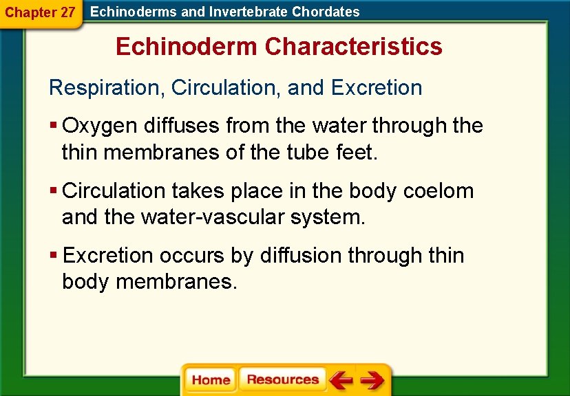 Chapter 27 Echinoderms and Invertebrate Chordates Echinoderm Characteristics Respiration, Circulation, and Excretion § Oxygen