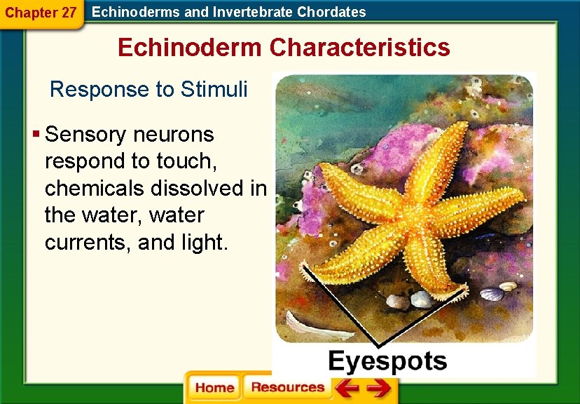 Chapter 27 Echinoderms and Invertebrate Chordates Echinoderm Characteristics Response to Stimuli § Sensory neurons
