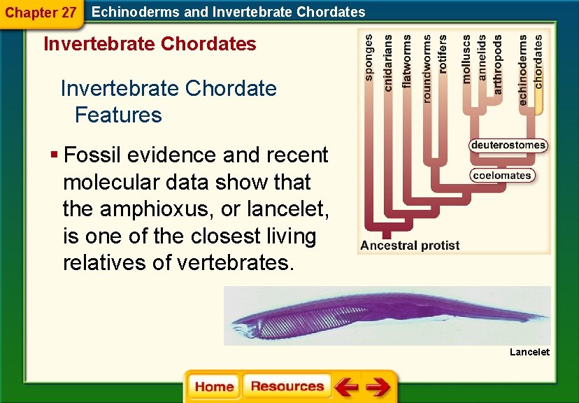 Chapter 27 Echinoderms and Invertebrate Chordates Invertebrate Chordate Features § Fossil evidence and recent