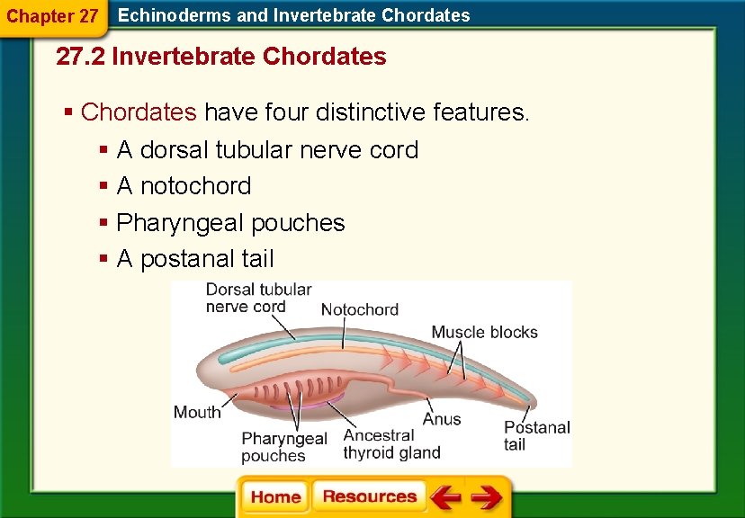 Chapter 27 Echinoderms and Invertebrate Chordates 27. 2 Invertebrate Chordates § Chordates have four
