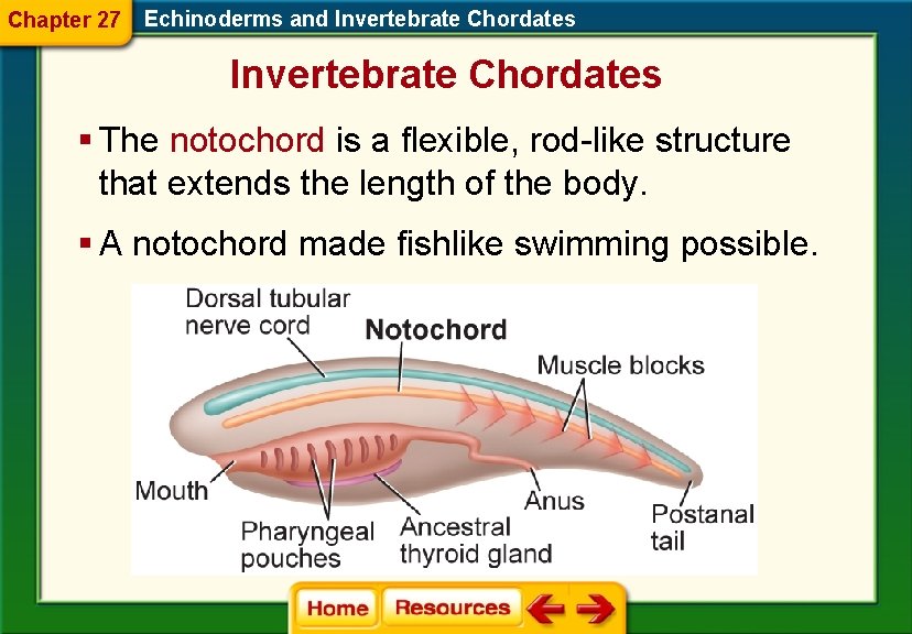 Chapter 27 Echinoderms and Invertebrate Chordates § The notochord is a flexible, rod-like structure