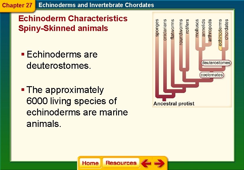 Chapter 27 Echinoderms and Invertebrate Chordates Echinoderm Characteristics Spiny-Skinned animals § Echinoderms are deuterostomes.