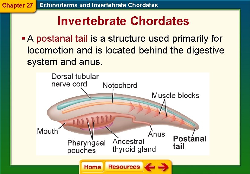 Chapter 27 Echinoderms and Invertebrate Chordates § A postanal tail is a structure used