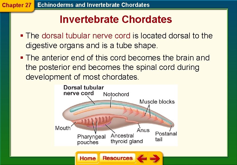Chapter 27 Echinoderms and Invertebrate Chordates § The dorsal tubular nerve cord is located