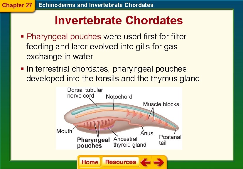 Chapter 27 Echinoderms and Invertebrate Chordates § Pharyngeal pouches were used first for filter