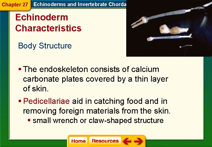 Chapter 27 Echinoderms and Invertebrate Chordates Echinoderm Characteristics Body Structure § The endoskeleton consists