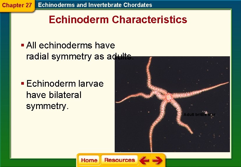Chapter 27 Echinoderms and Invertebrate Chordates Echinoderm Characteristics § All echinoderms have radial symmetry