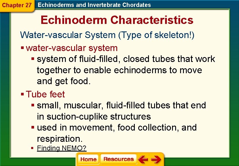 Chapter 27 Echinoderms and Invertebrate Chordates Echinoderm Characteristics Water-vascular System (Type of skeleton!) §