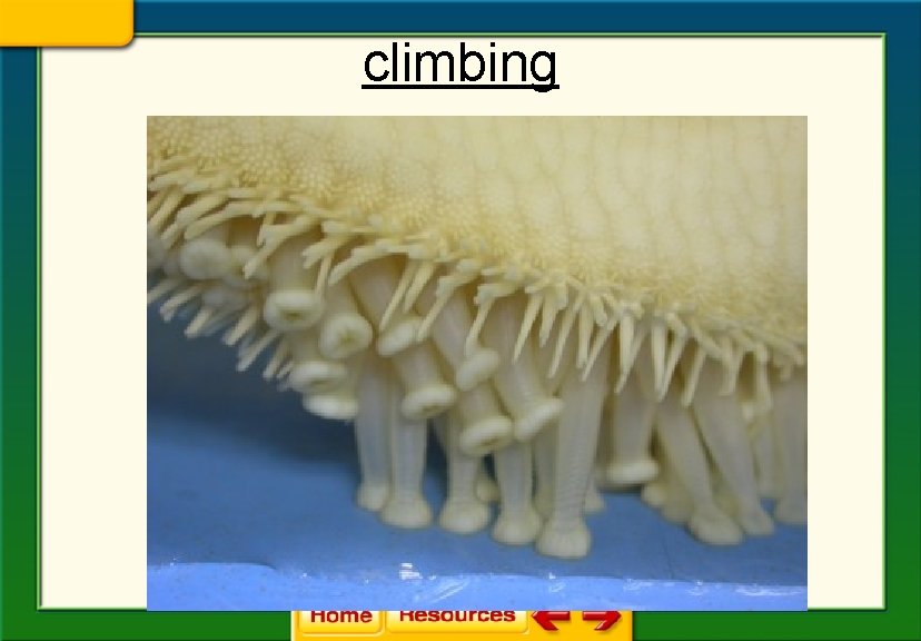 climbing 