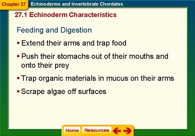Chapter 27 Echinoderms and Invertebrate Chordates 27. 1 Echinoderm Characteristics Feeding and Digestion §
