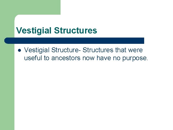 Vestigial Structures l Vestigial Structure- Structures that were useful to ancestors now have no