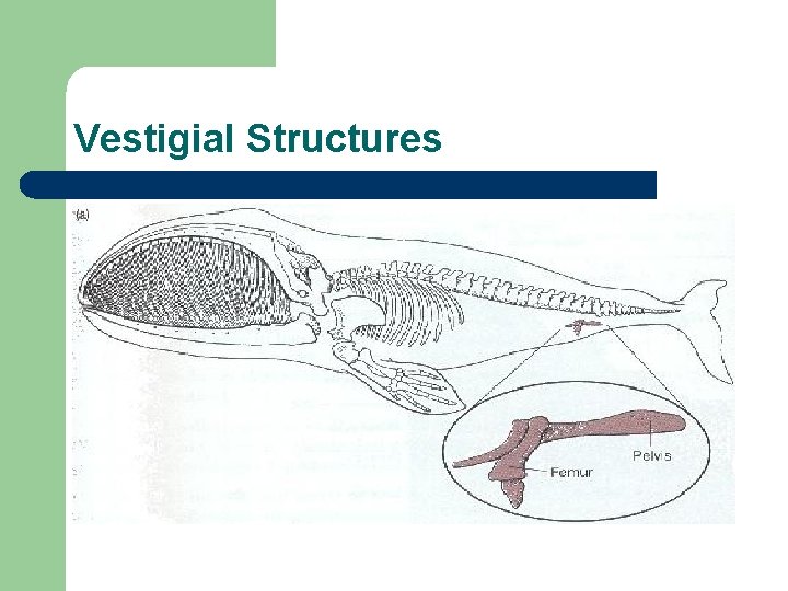 Vestigial Structures 