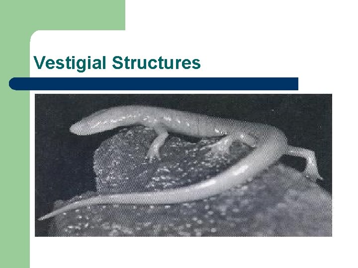 Vestigial Structures 