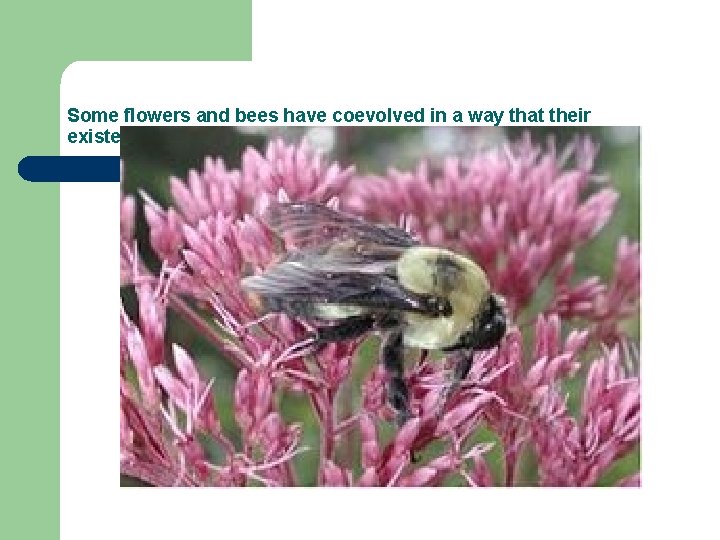 Some flowers and bees have coevolved in a way that their existence depends on