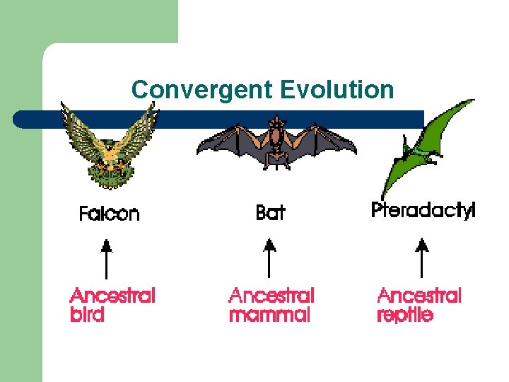 Convergent Evolution 