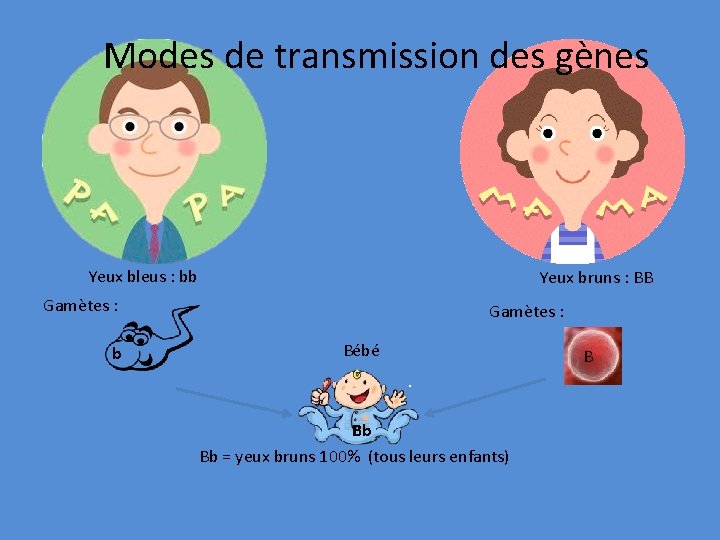 Modes de transmission des gènes Yeux bleus : bb Yeux bruns : BB Gamètes