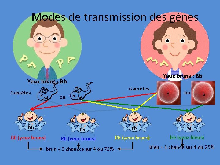 Modes de transmission des gènes Yeux bruns : Bb Gamètes B BB BB (yeux