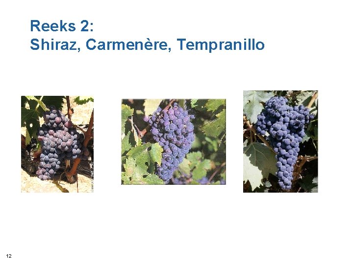 Reeks 2: Shiraz, Carmenère, Tempranillo 12 