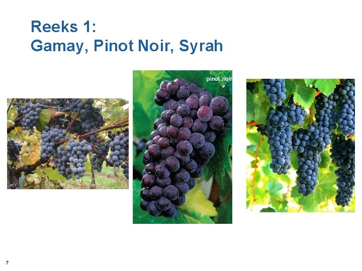 Reeks 1: Gamay, Pinot Noir, Syrah 7 