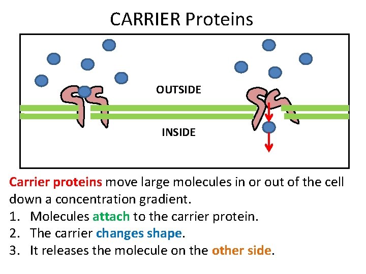 CARRIER Proteins OUTSIDE INSIDE Carrier proteins move large molecules in or out of the