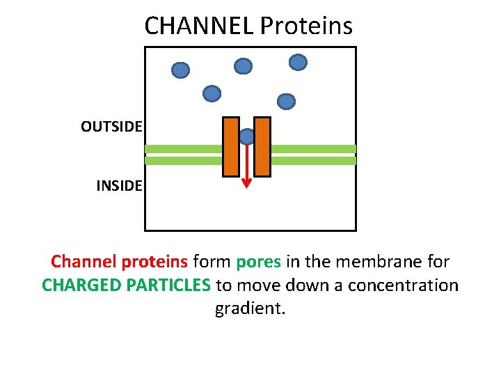 CHANNEL Proteins OUTSIDE INSIDE Channel proteins form pores in the membrane for CHARGED PARTICLES