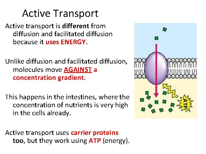 Active Transport Active transport is different from diffusion and facilitated diffusion because it uses