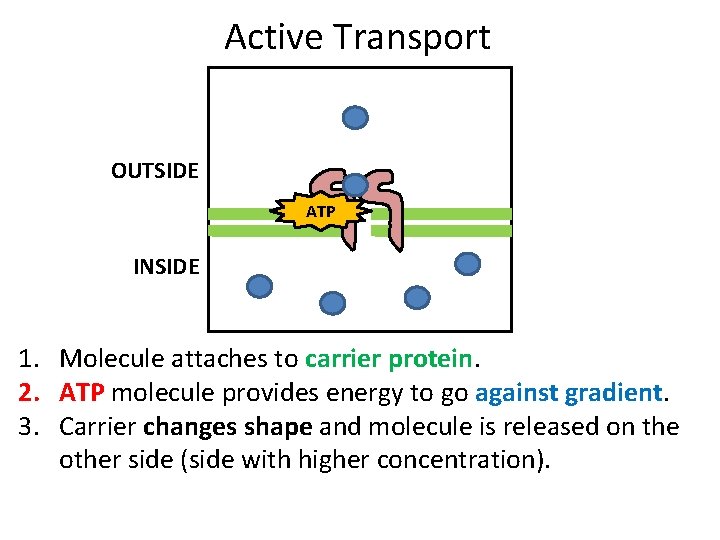 Active Transport OUTSIDE ATP INSIDE 1. Molecule attaches to carrier protein. 2. ATP molecule