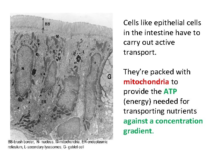 Cells like epithelial cells in the intestine have to carry out active transport. They’re