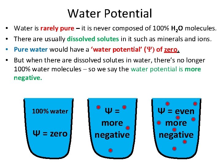 Water Potential • • Water is rarely pure – it is never composed of