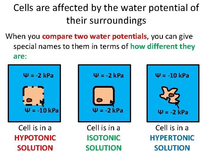 Cells are affected by the water potential of their surroundings When you compare two