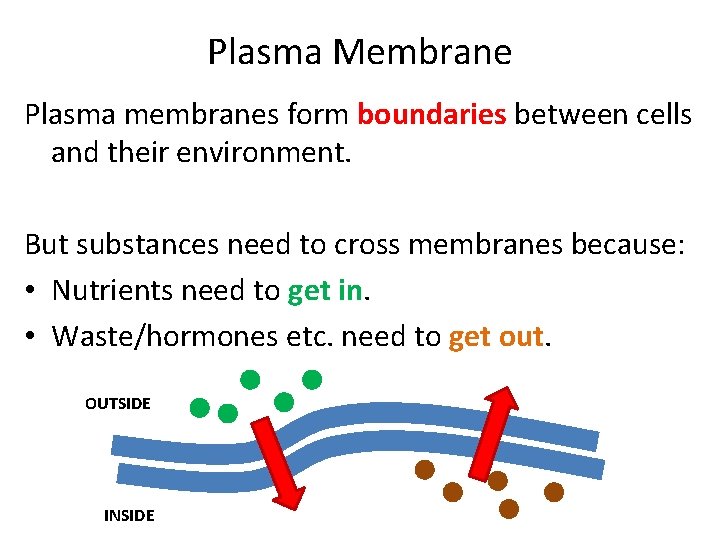 Plasma Membrane Plasma membranes form boundaries between cells and their environment. But substances need