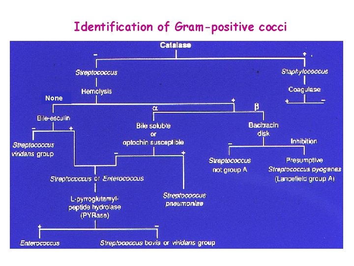 Identification of Gram-positive cocci None 