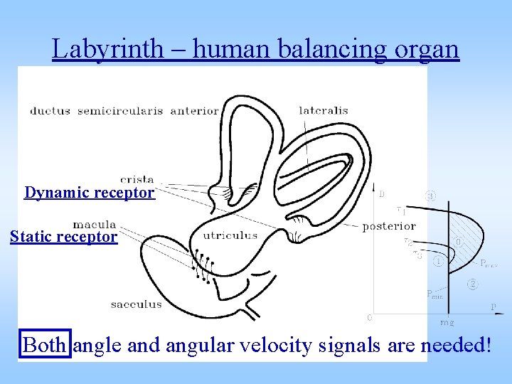 Labyrinth – human balancing organ Dynamic receptor Static receptor Both angle and angular velocity