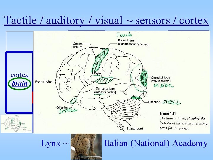 Tactile / auditory / visual ~ sensors / cortex organ overall performance effect small