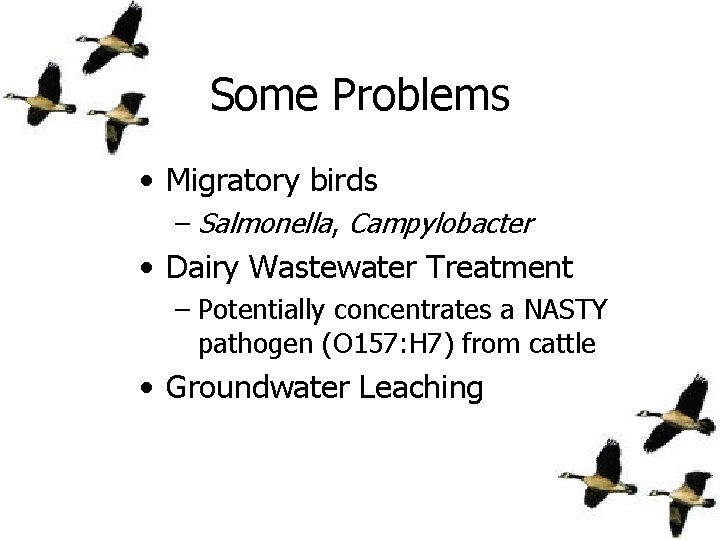 Some Problems • Migratory birds – Salmonella, Campylobacter • Dairy Wastewater Treatment – Potentially