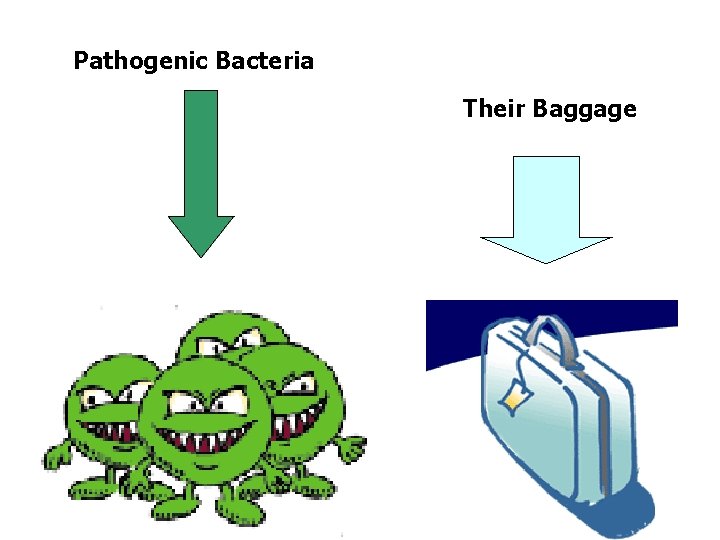 Pathogenic Bacteria Their Baggage 