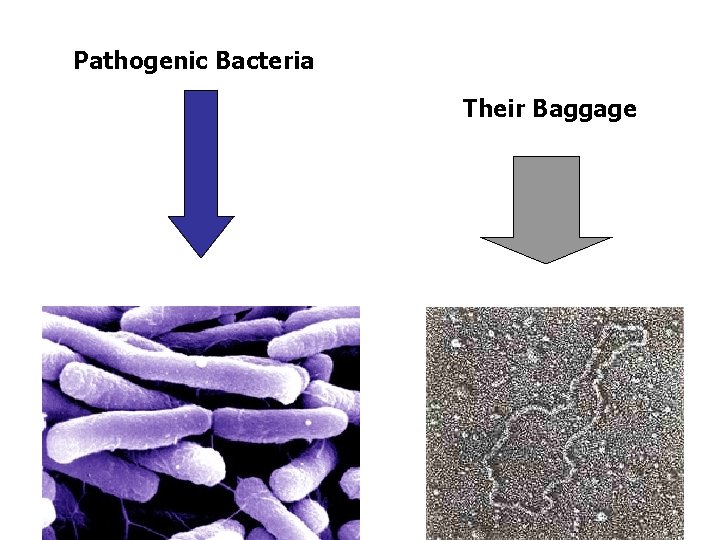 Pathogenic Bacteria Their Baggage 