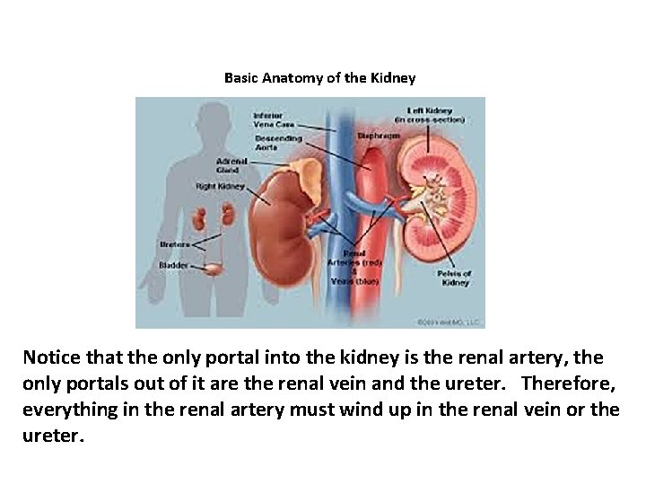Basic Anatomy of the Kidney Notice that the only portal into the kidney is