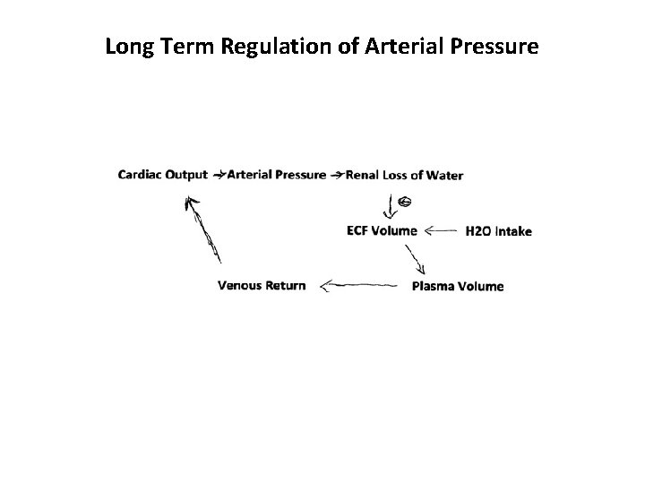 Long Term Regulation of Arterial Pressure 