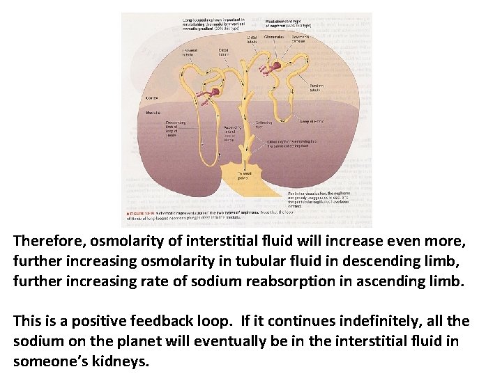 Therefore, osmolarity of interstitial fluid will increase even more, further increasing osmolarity in tubular