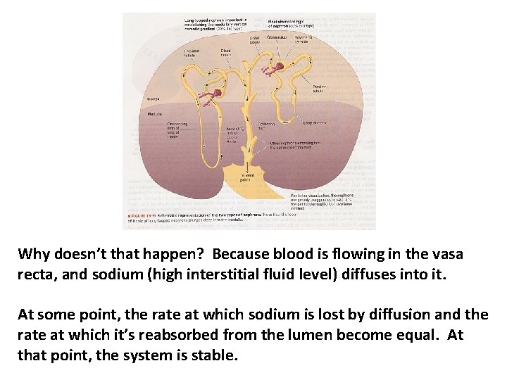 Why doesn’t that happen? Because blood is flowing in the vasa recta, and sodium