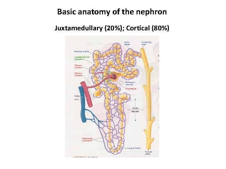 Basic anatomy of the nephron Juxtamedullary (20%); Cortical (80%) 