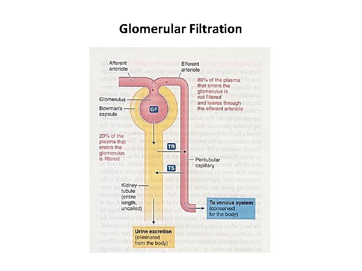 Glomerular Filtration 