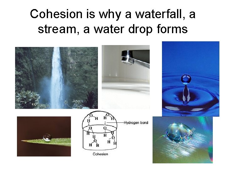 Cohesion is why a waterfall, a stream, a water drop forms 