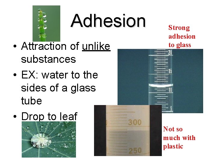 Adhesion • Attraction of unlike substances • EX: water to the sides of a