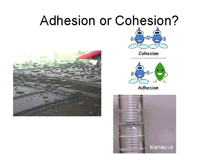 Adhesion or Cohesion? 