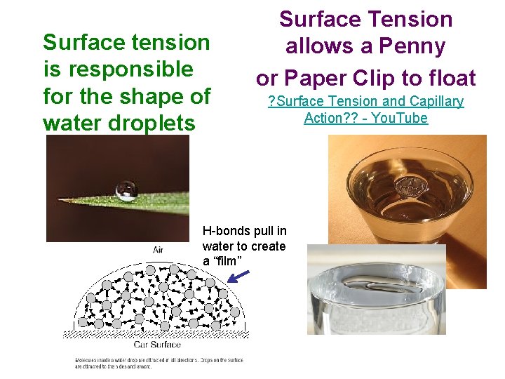 Surface tension is responsible for the shape of water droplets Surface Tension allows a
